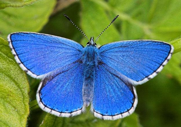 butterfly