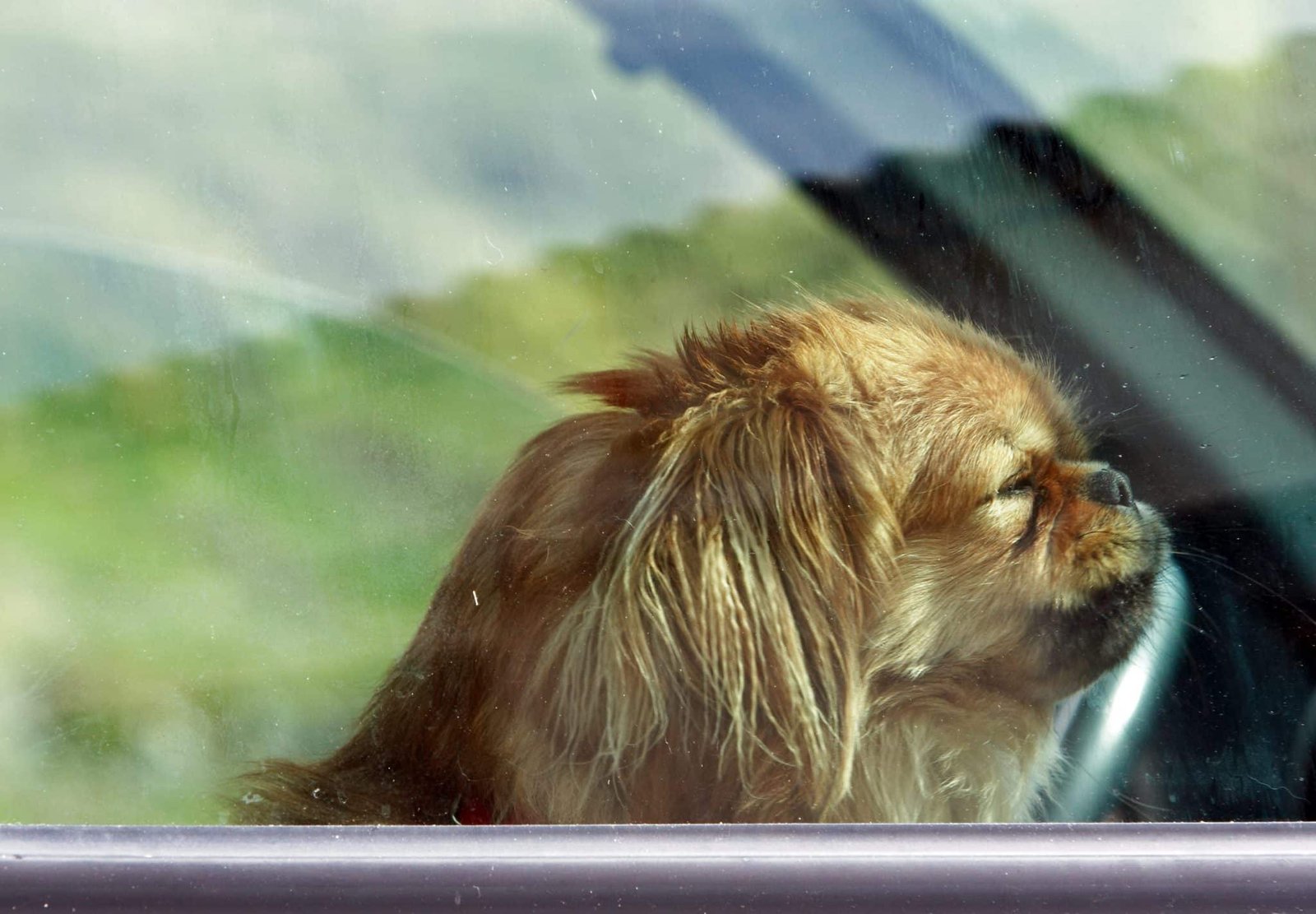 Don't leave pets in hot cars