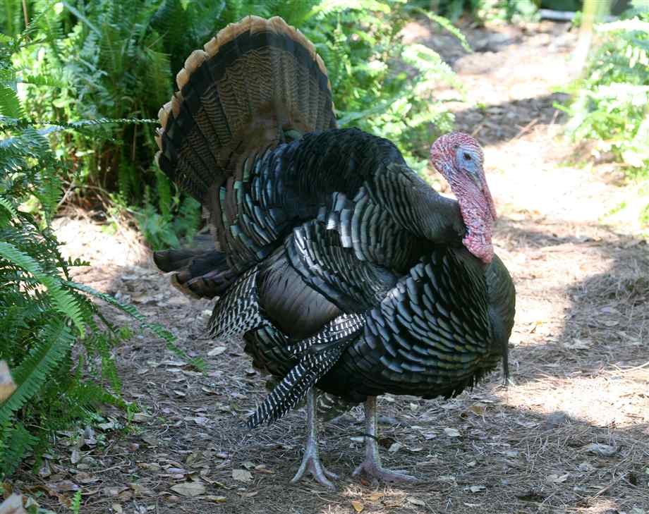 humane turkeys