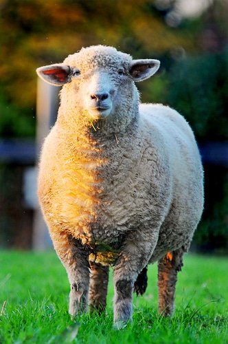 sHEEP