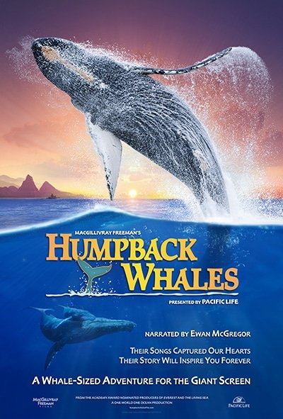 humpback whales