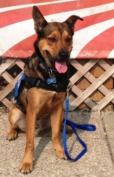 Canine Hero Dog