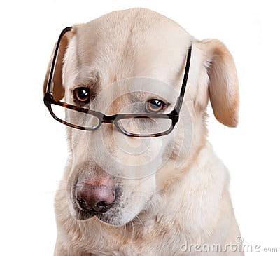 glasses