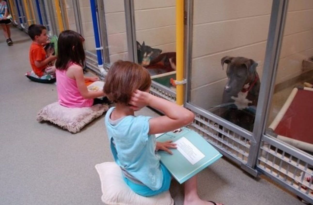 shelter dogs