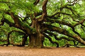 trees