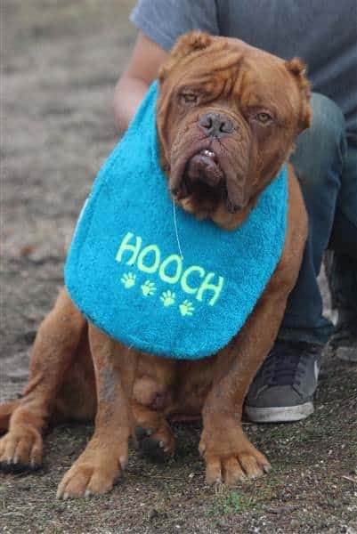 american hero dog