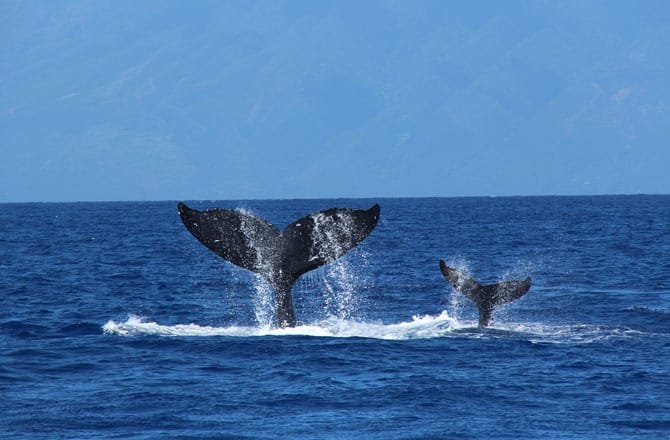 HUMPBACK WHALES