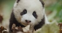Born In China: A Beautiful Documentary For Your & Your Grandkids