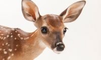Rudolph The Red-Nosed Reindeer (A True Account)