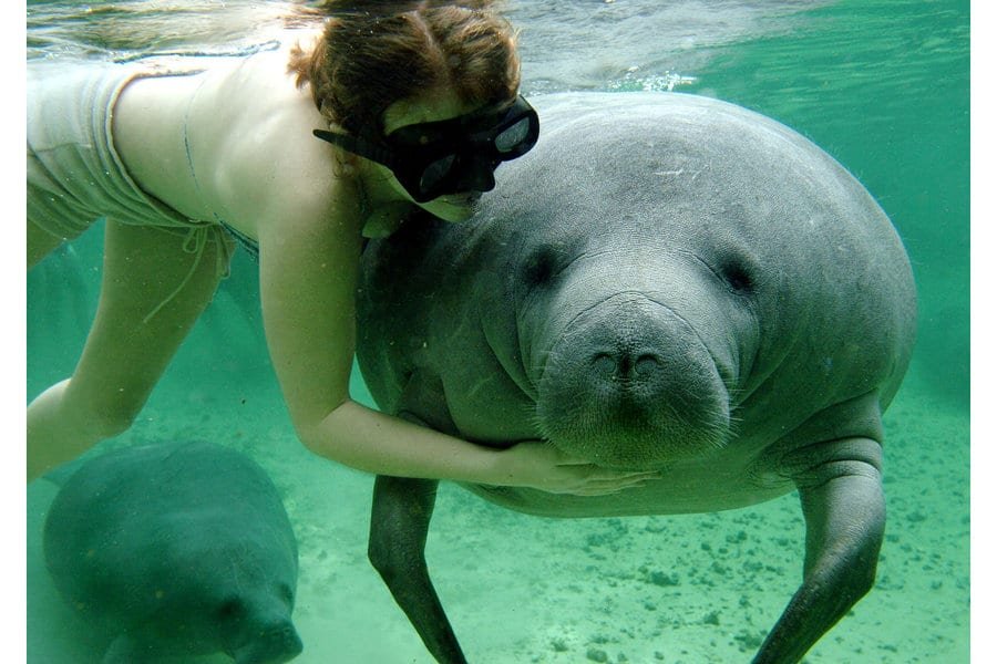 manatee