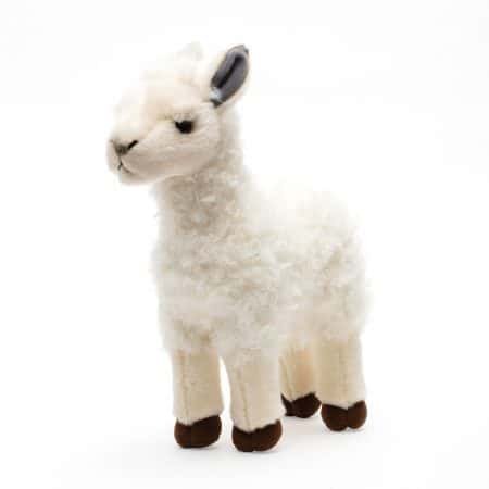 Aurora alpaca