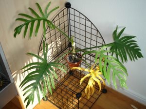 Philodendron elegans, a superb house plant