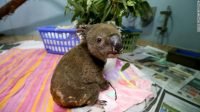 How You Can Help Australia