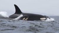 Humans Aren’t the Only Mammals Who Rely on Grandmothers to Babysit: Orcas Do Too