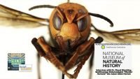 Murder Hornets – Not What You Think…