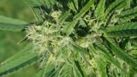 The Best Ways to Enjoy A Hemp Cigarette