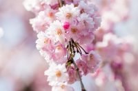 Spring, The Season Of Transitions