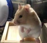 PET DOWNSIZING
