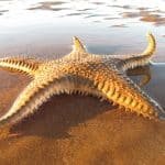 The Starfish Story