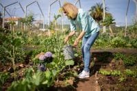 Creating Beautiful and Functional Gardens With Landscaping